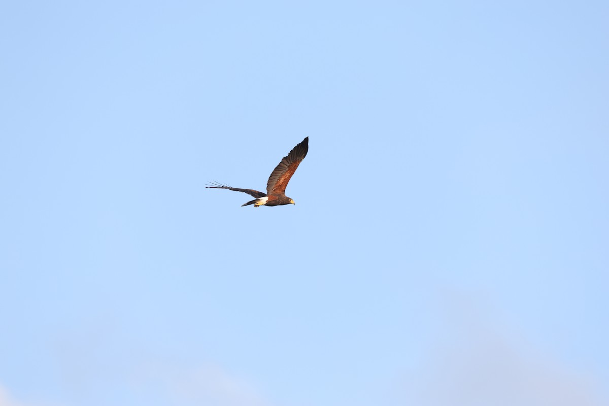 Harris's Hawk - ML616562312