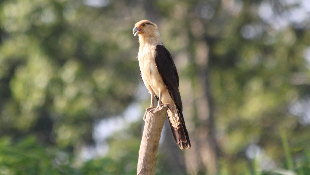 Yellow-headed Caracara - ML616562317