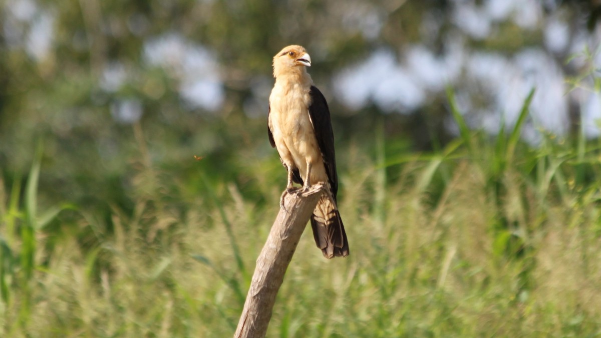 Yellow-headed Caracara - ML616562318