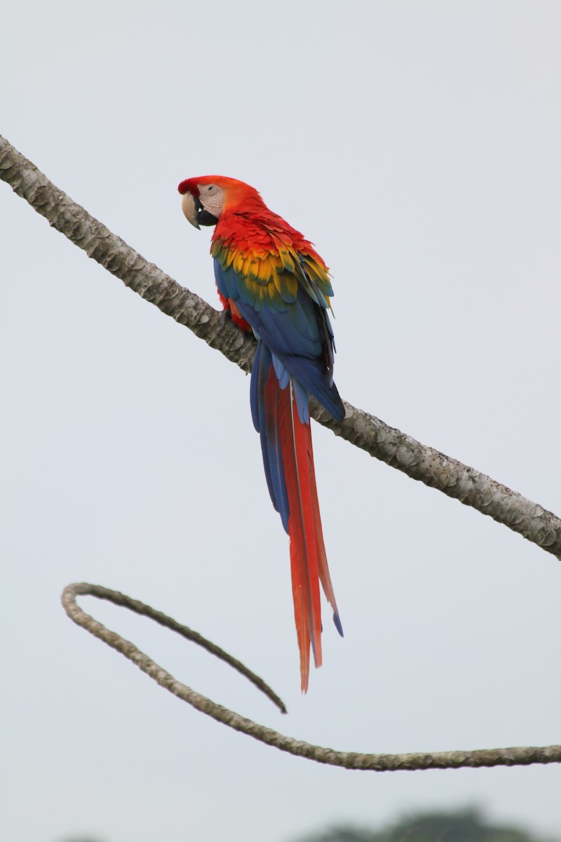 Scarlet Macaw - ML616562341