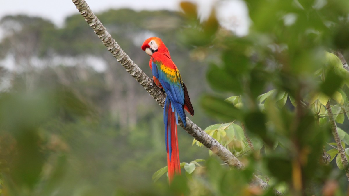 Scarlet Macaw - ML616562346