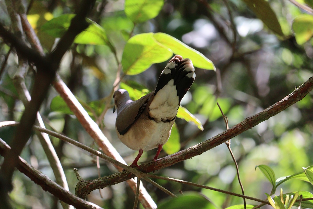 White-tipped Dove - ML616562363