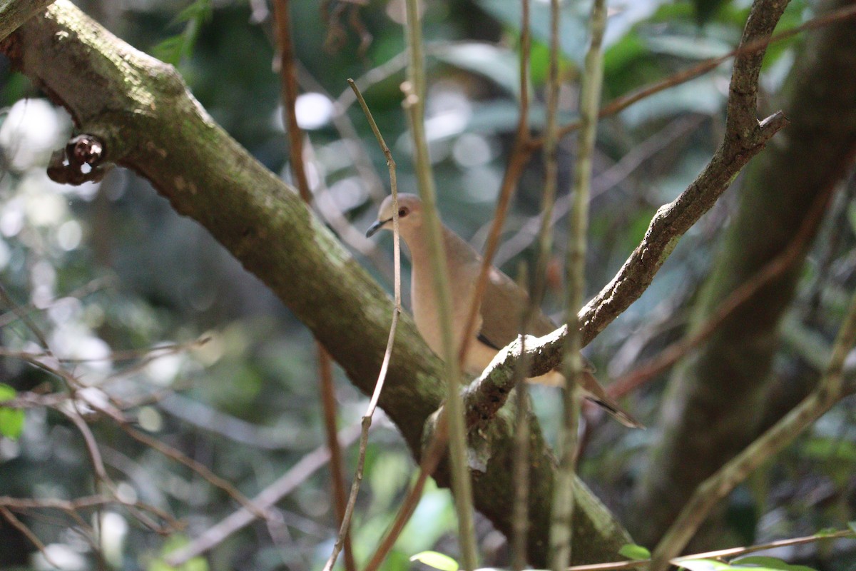 White-tipped Dove - ML616562364