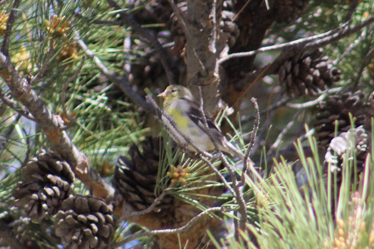 American Goldfinch - ML616562394