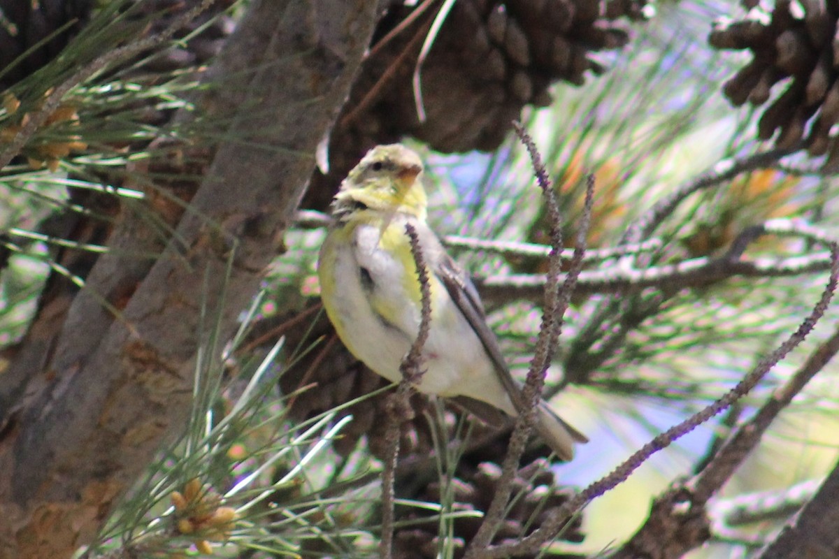 Chardonneret jaune - ML616562395