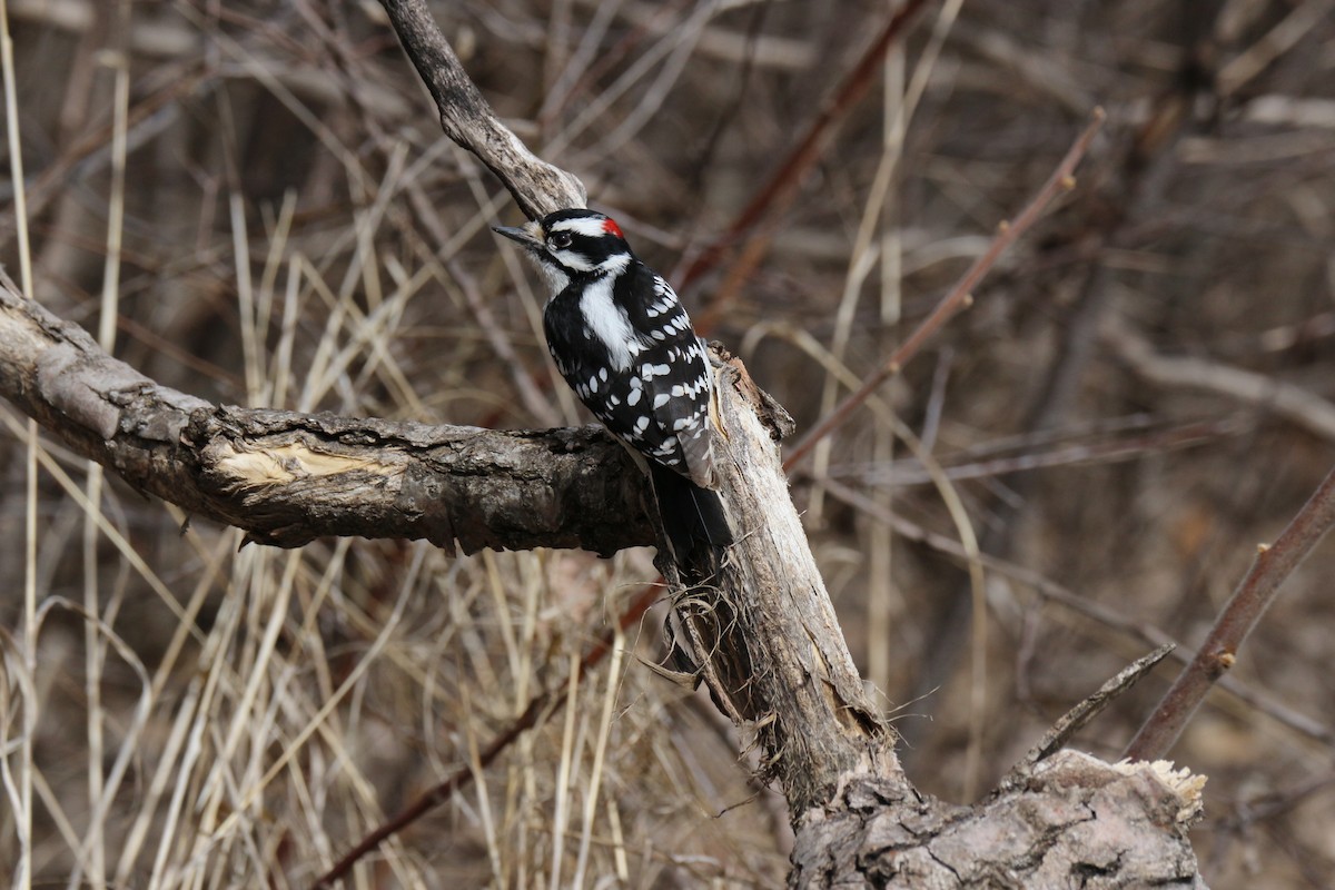 Downy Woodpecker - ML616562418