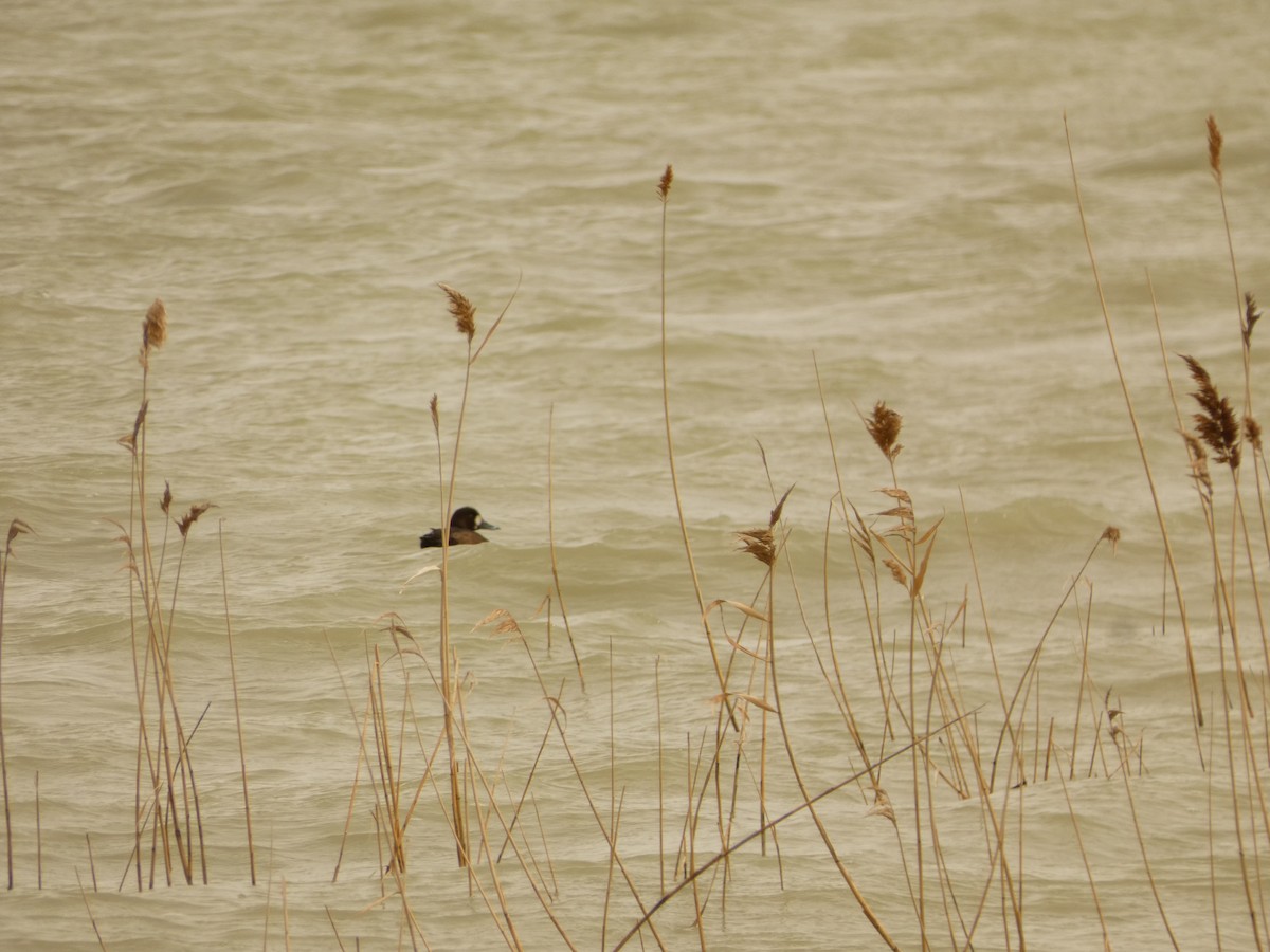 Greater Scaup - Dan Boyden