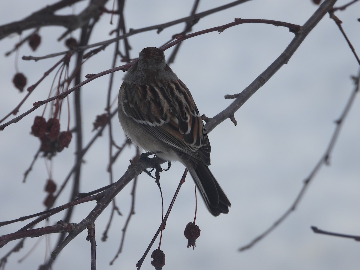 American Tree Sparrow - Matthew Thompson