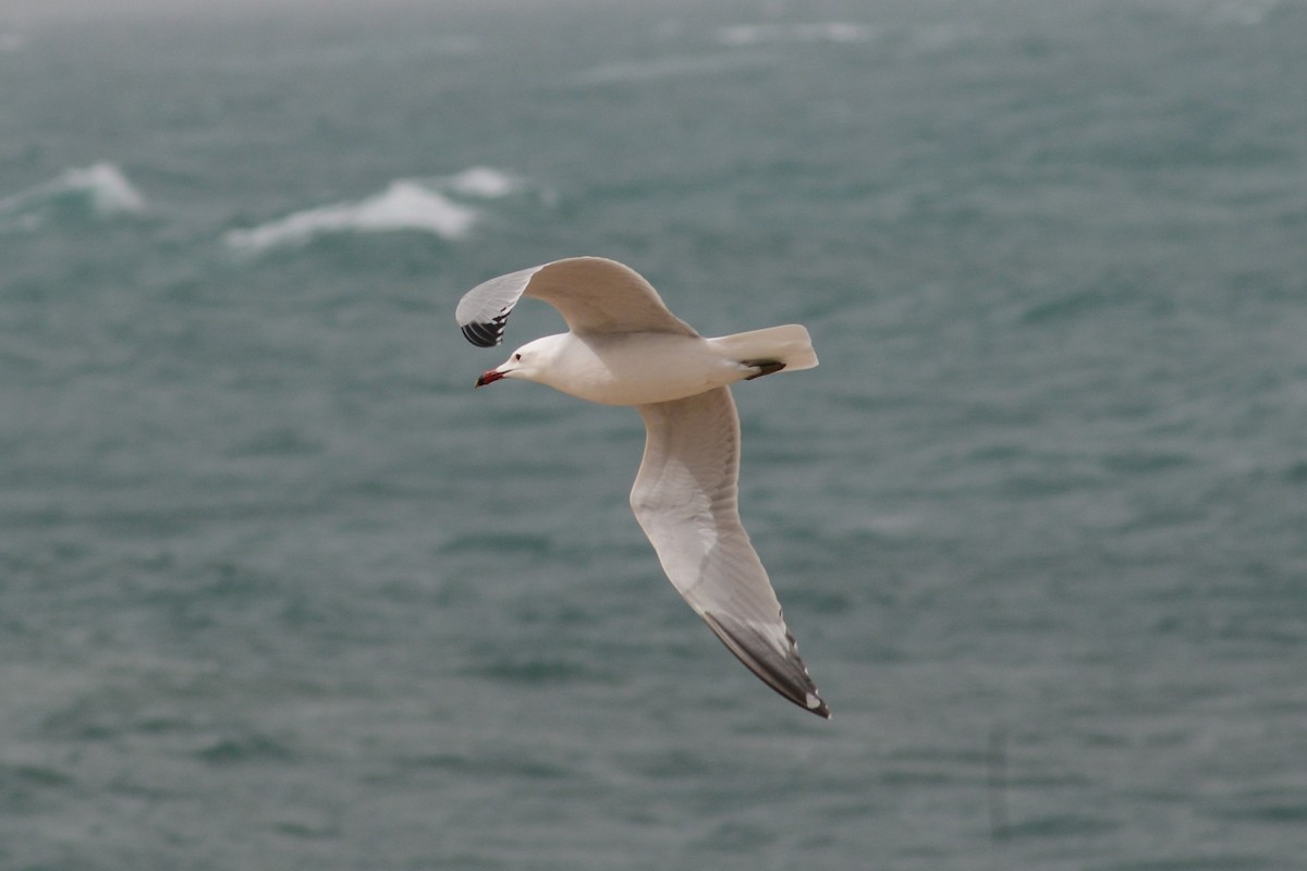 Audouin's Gull - ML616562484