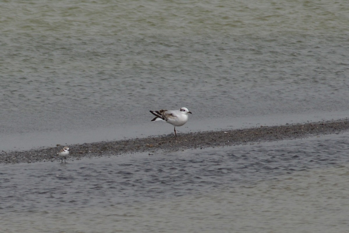 Mediterranean Gull - ML616562498