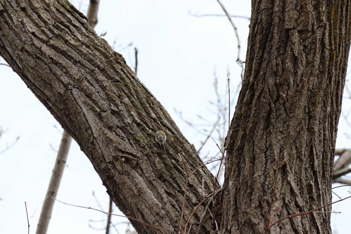 Brown Creeper - ML616562508