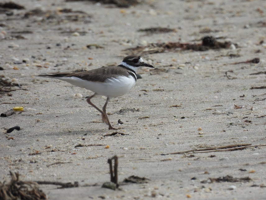 Killdeer - ML616562542