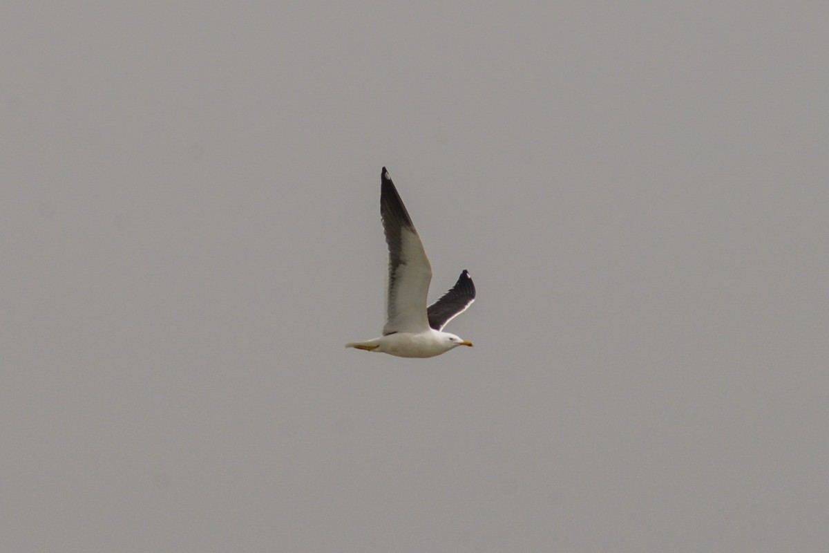 Lesser Black-backed Gull - ML616562543