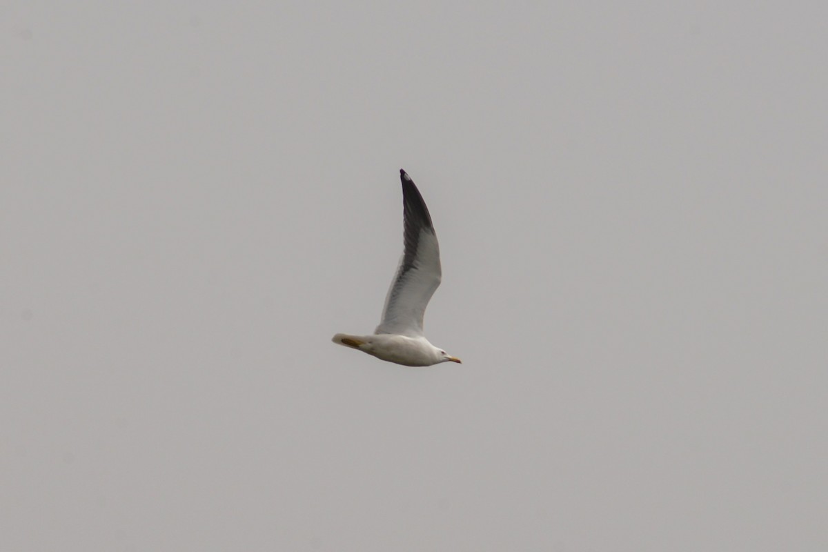 Lesser Black-backed Gull - ML616562544