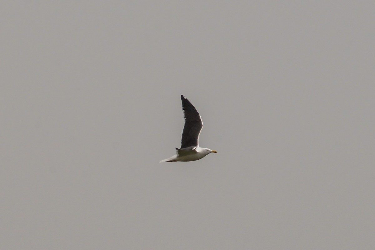 Lesser Black-backed Gull - ML616562545