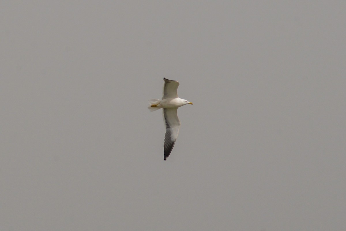 Lesser Black-backed Gull - ML616562546