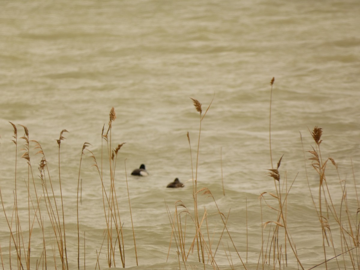 Greater Scaup - Dan Boyden