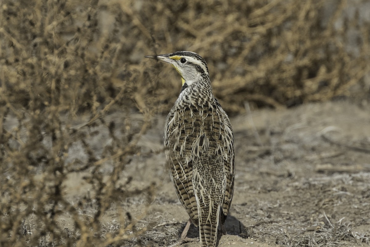 Western Meadowlark - ML616562557