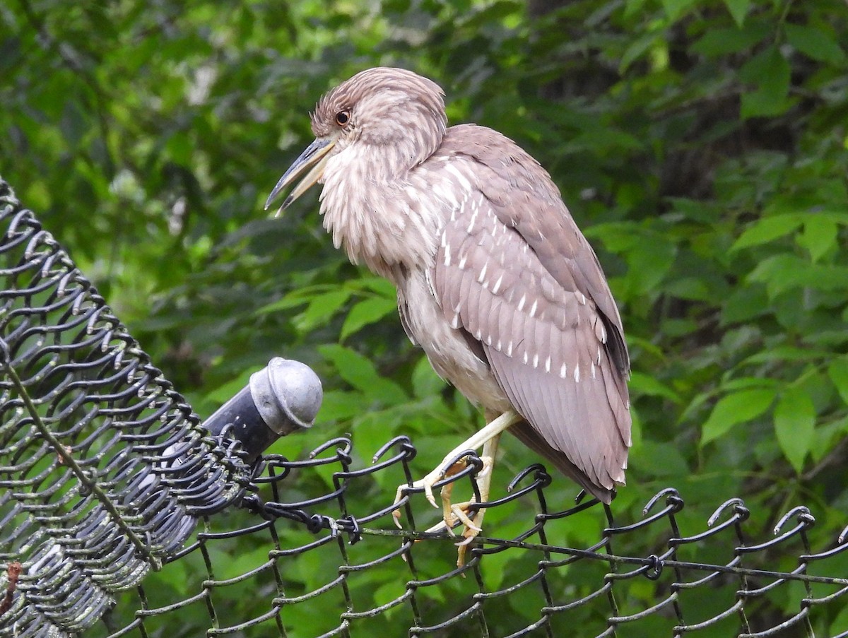 Black-crowned Night Heron - ML616562579