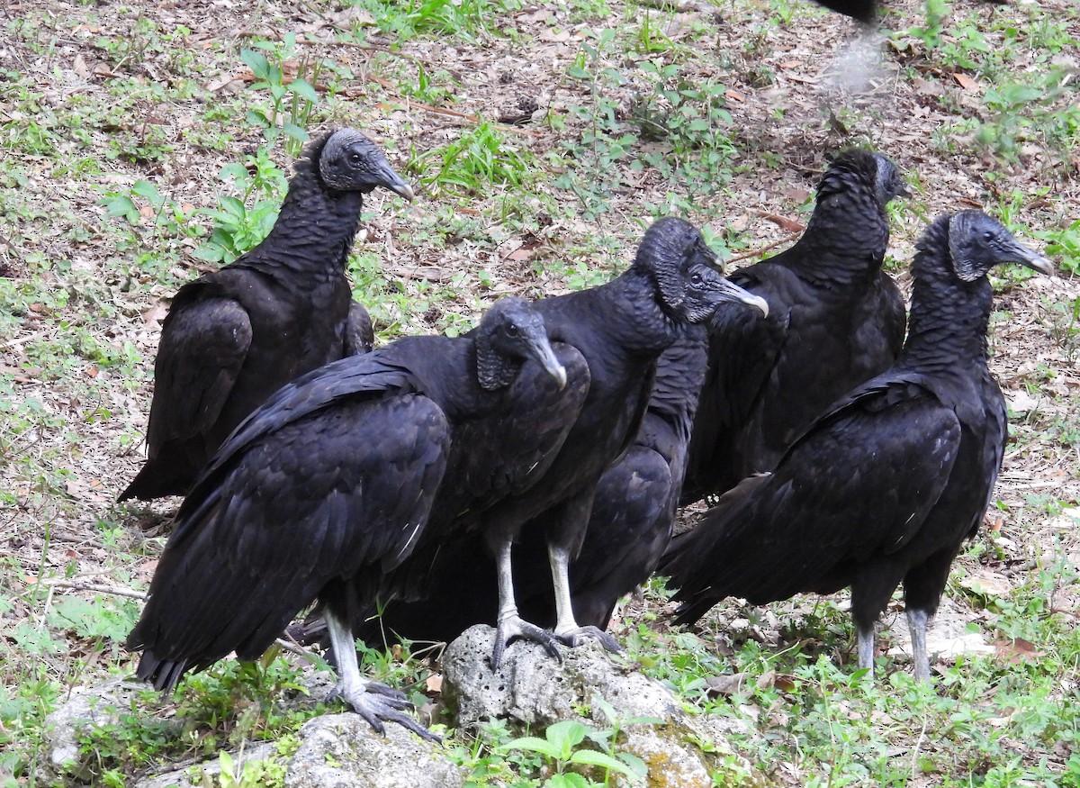 Black Vulture - Kathy Springer