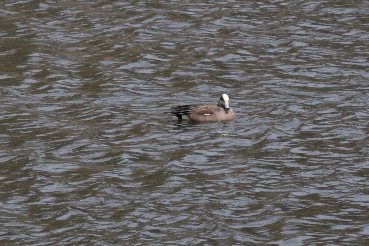 American Wigeon - ML616562604