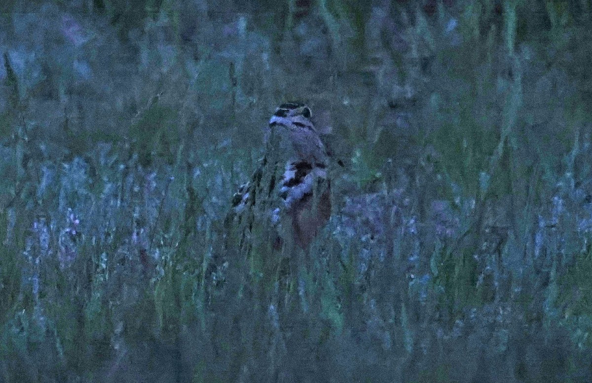 American Woodcock - ML616562619