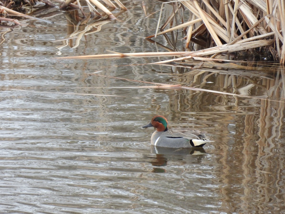 Green-winged Teal - ML616562626
