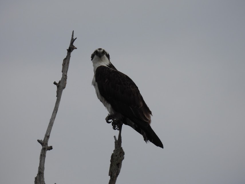 Águila Pescadora - ML616562631