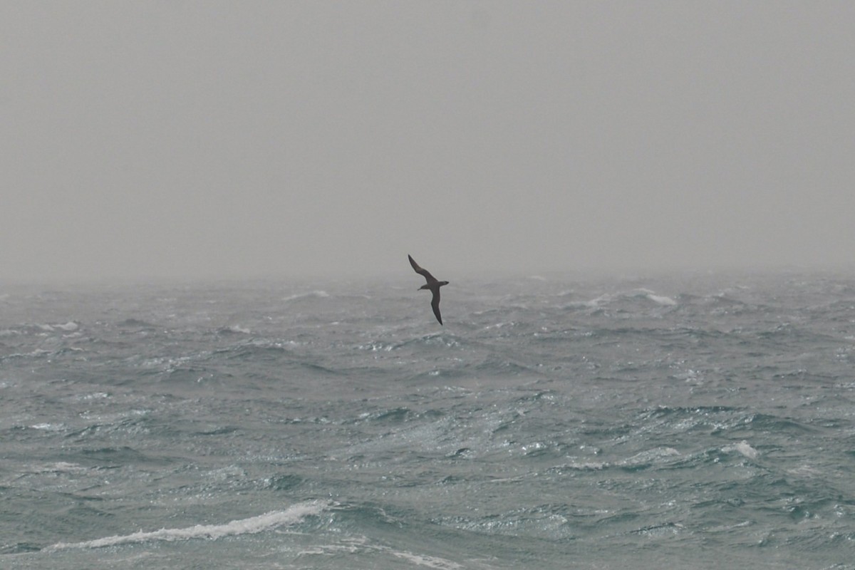 Cory's Shearwater - ML616562639