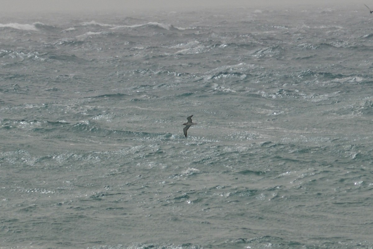 Cory's Shearwater - ML616562640