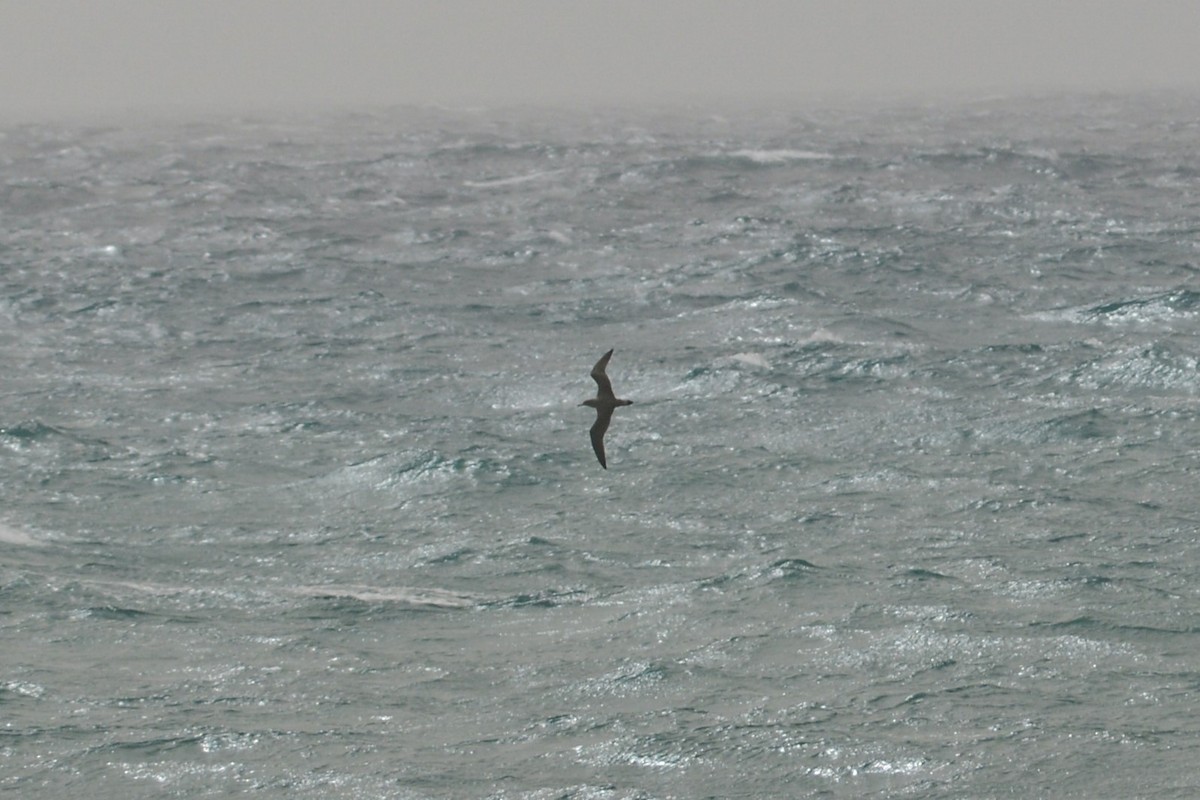 Cory's Shearwater - ML616562641