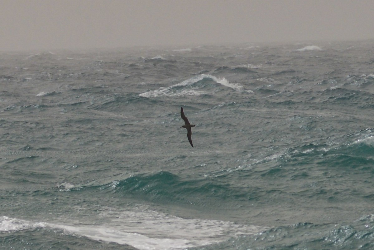 Cory's Shearwater - ML616562642