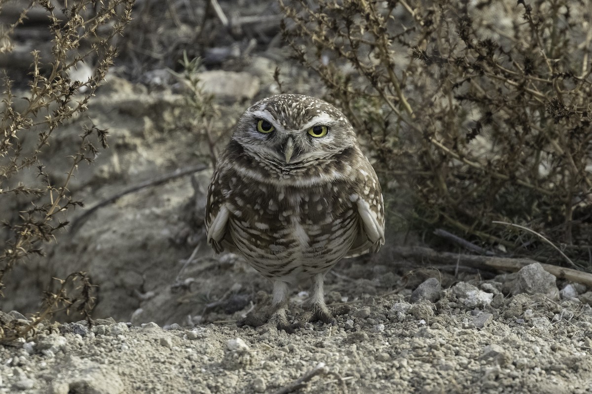 Burrowing Owl - Anthony Gliozzo