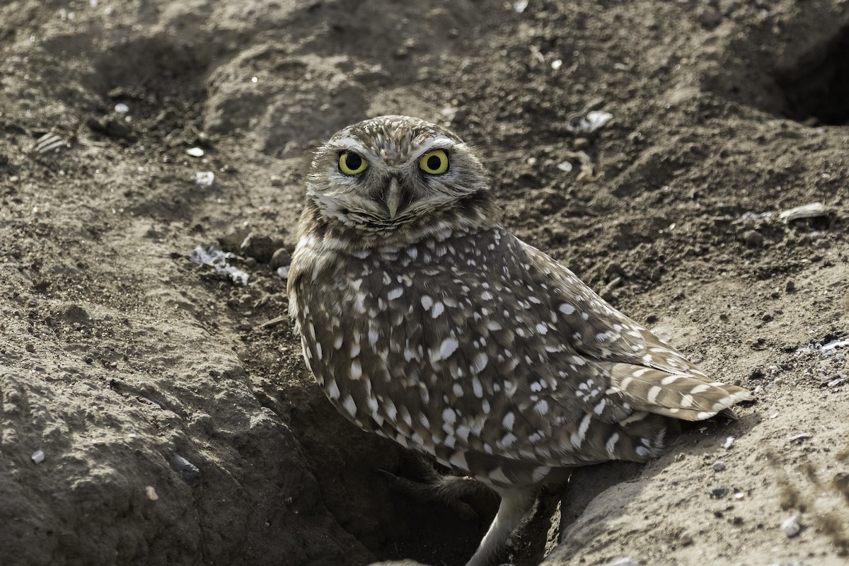 Burrowing Owl - Anthony Gliozzo