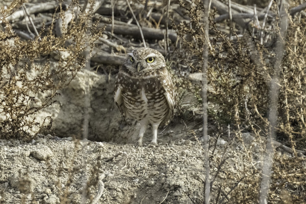 Burrowing Owl - ML616562660