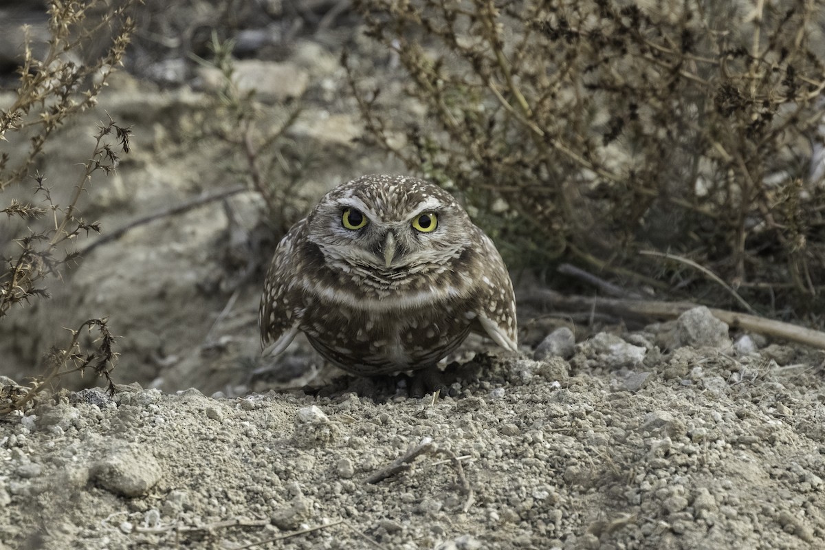 Burrowing Owl - ML616562666