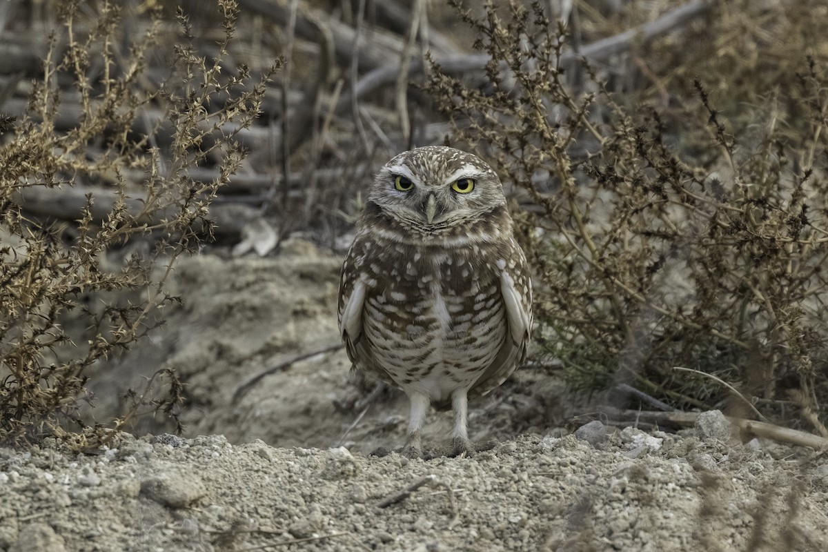 Burrowing Owl - Anthony Gliozzo