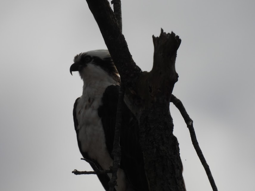 Águila Pescadora - ML616562682