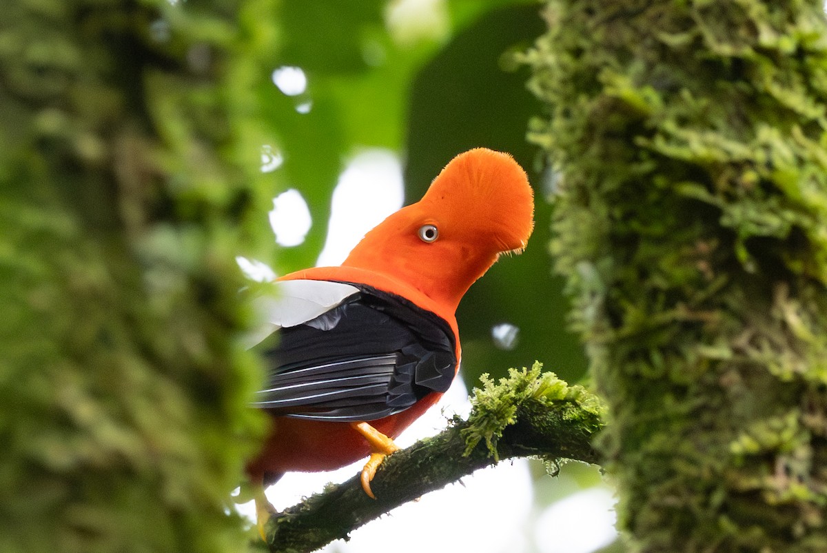 Andean Cock-of-the-rock - Lutz Duerselen