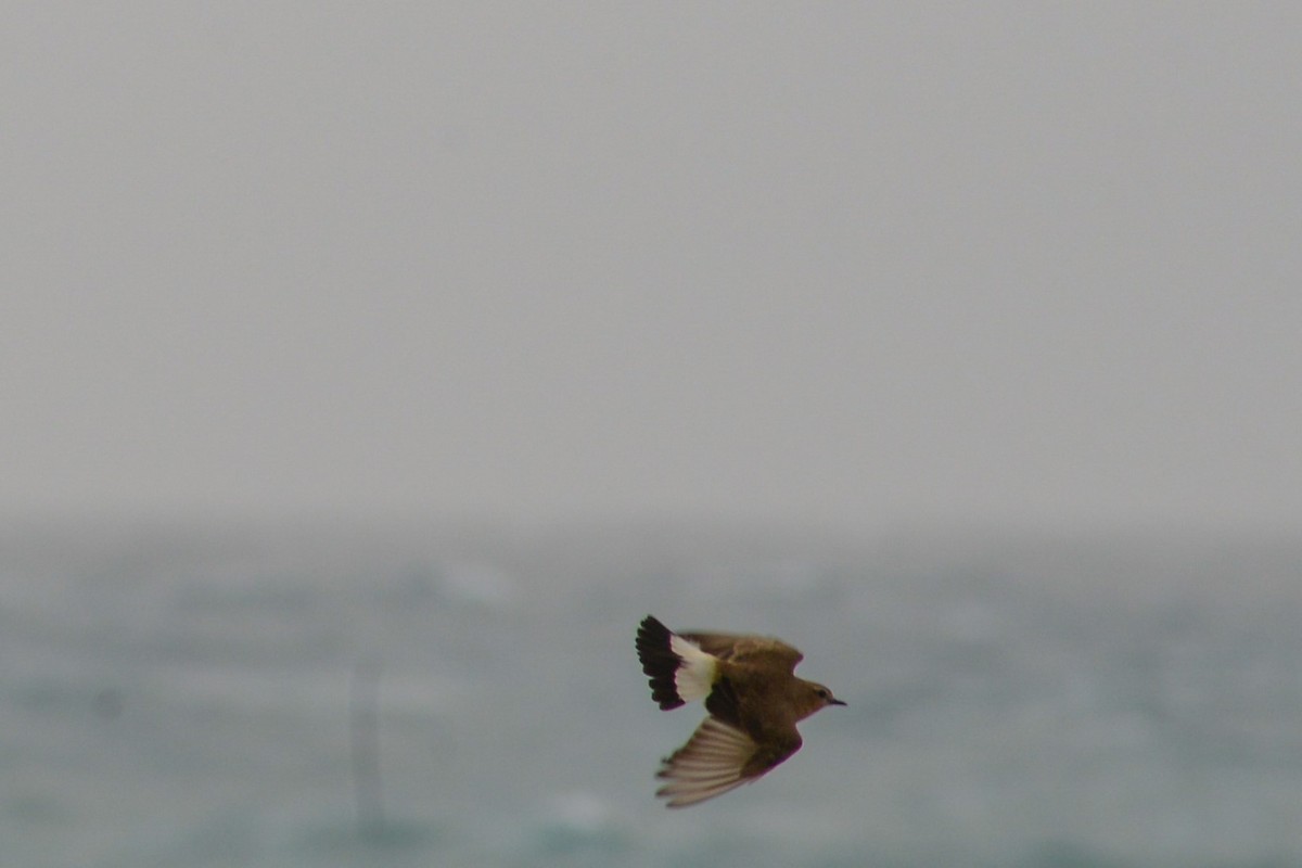 Isabelline Wheatear - ML616562725