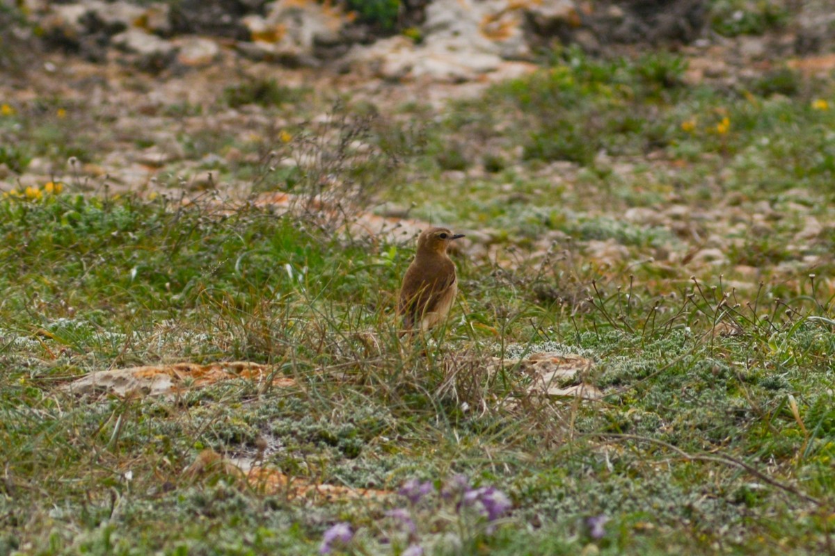 Isabelline Wheatear - ML616562726