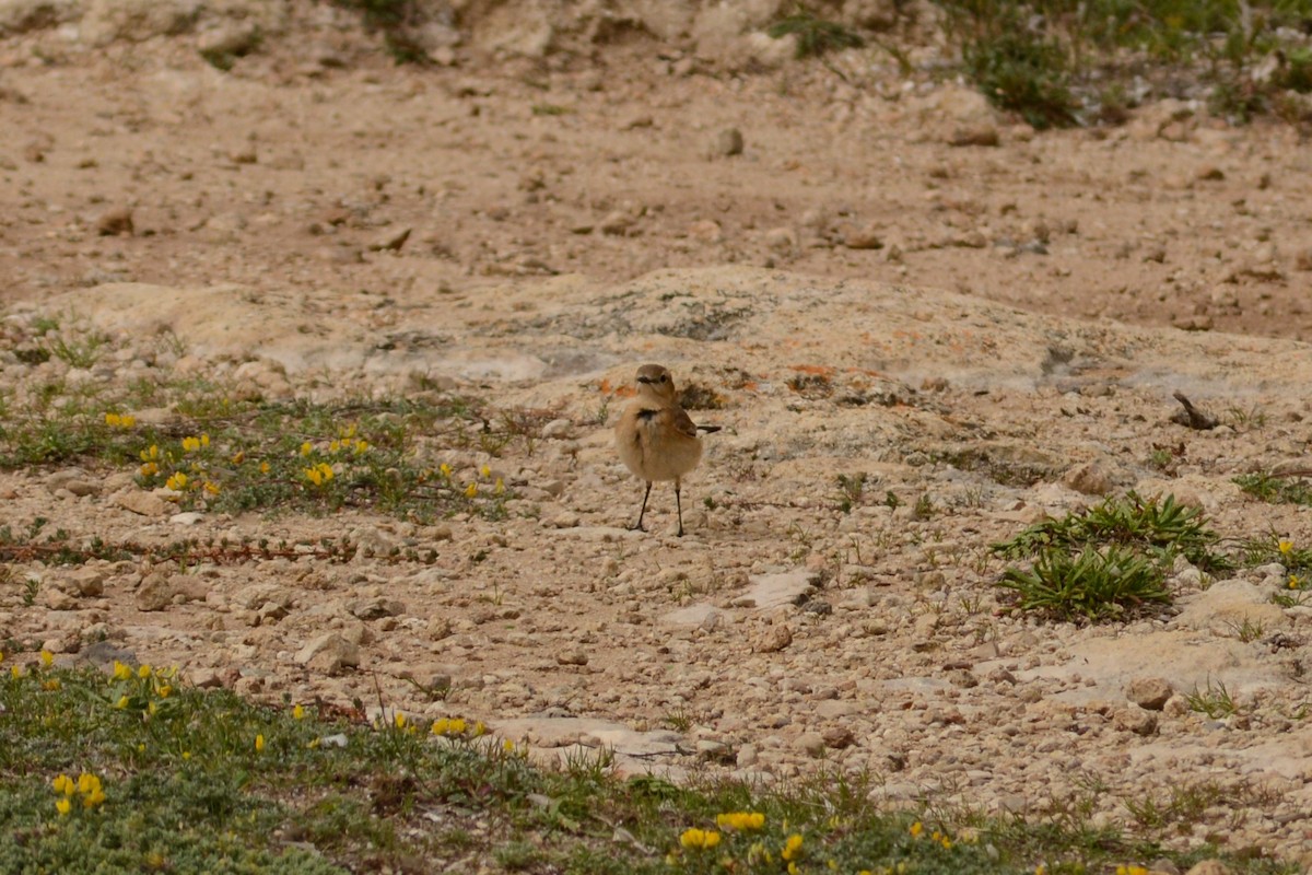 Isabelline Wheatear - Riccardo Errico