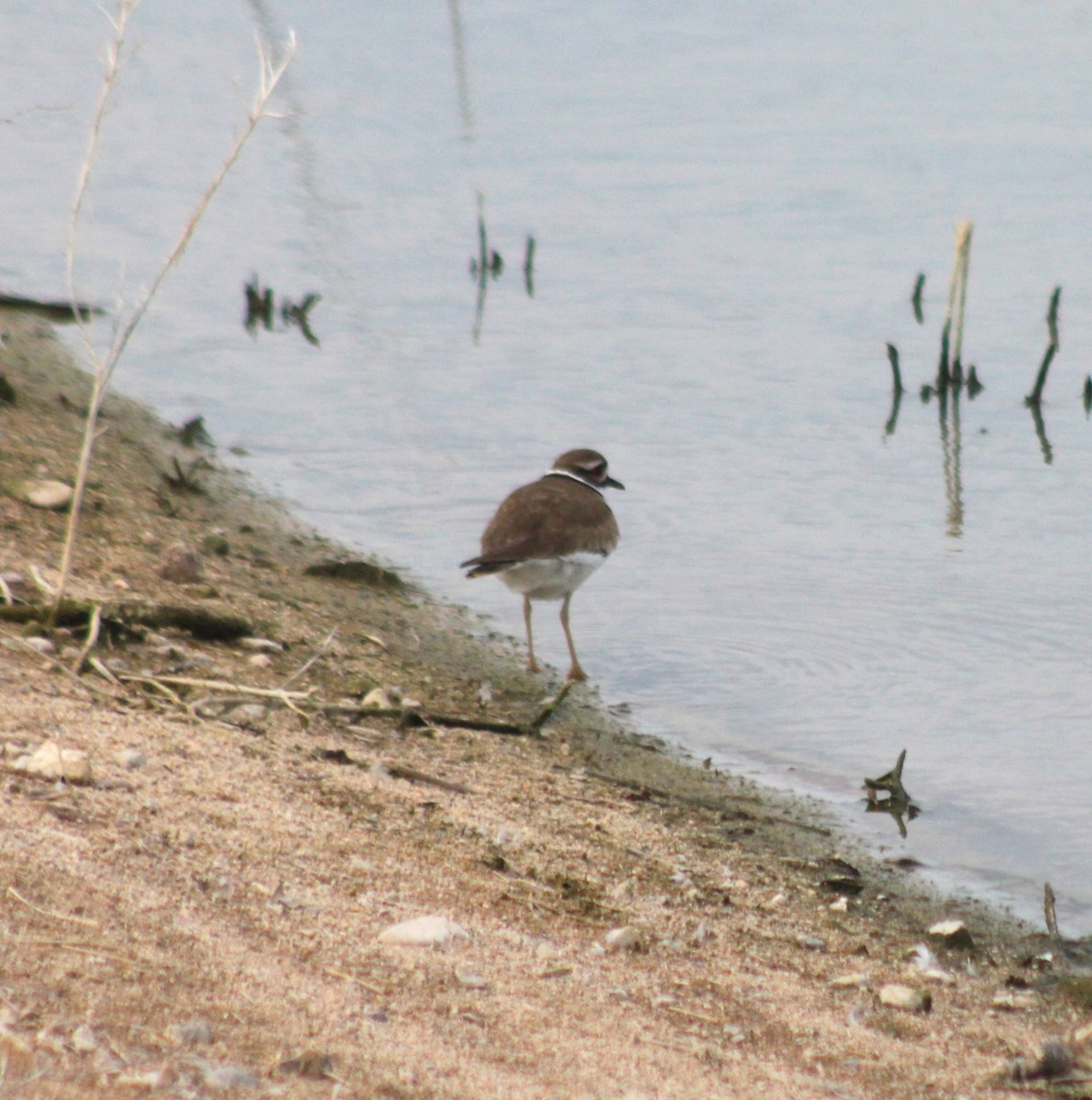 Killdeer - ML616562775