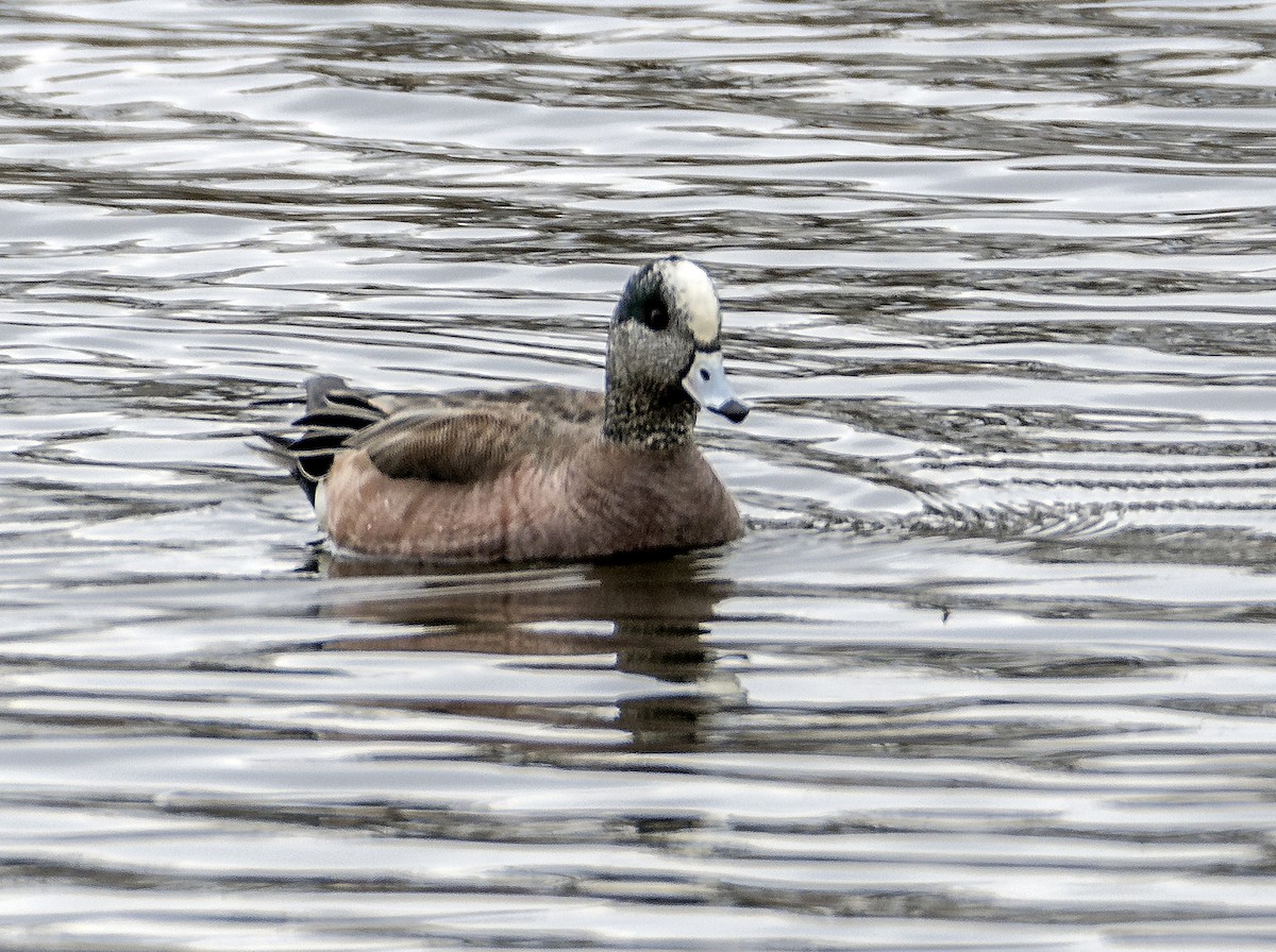 American Wigeon - ML616562778