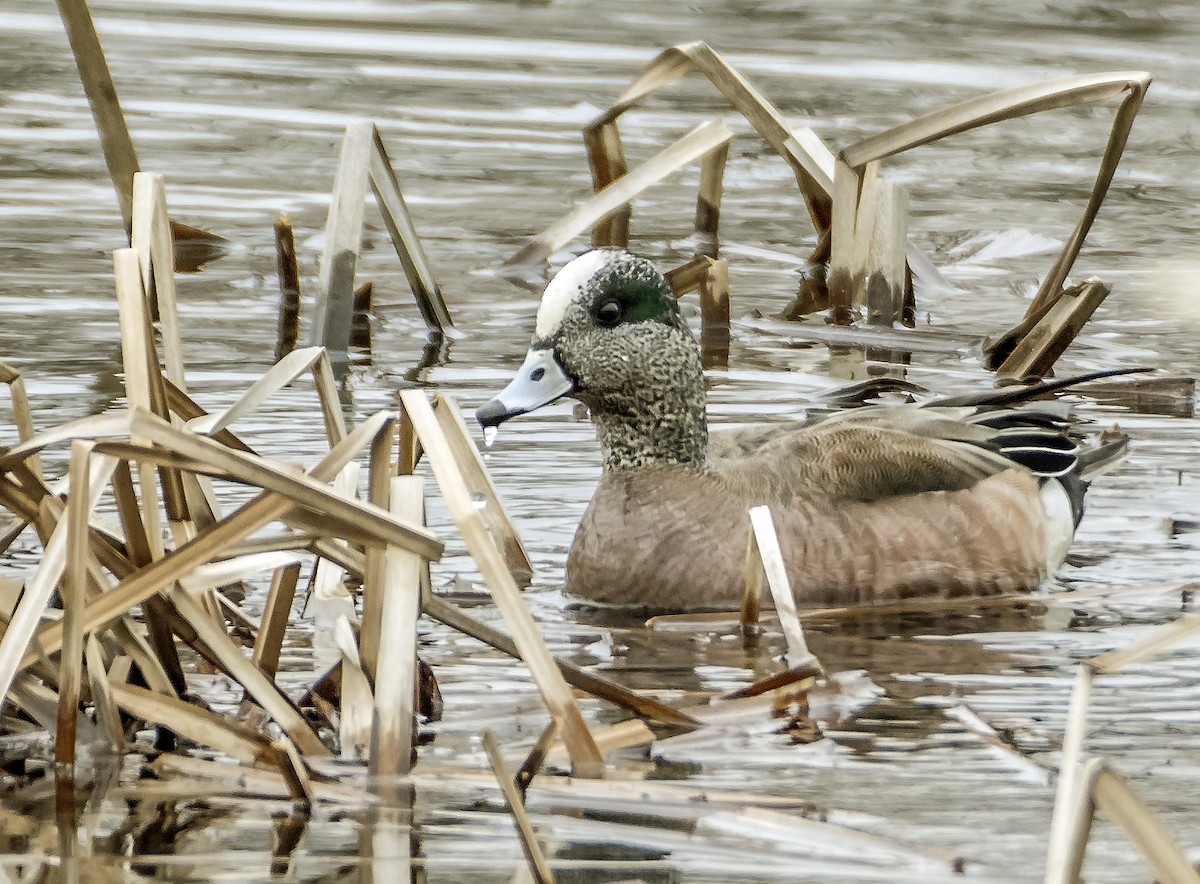 American Wigeon - ML616562779