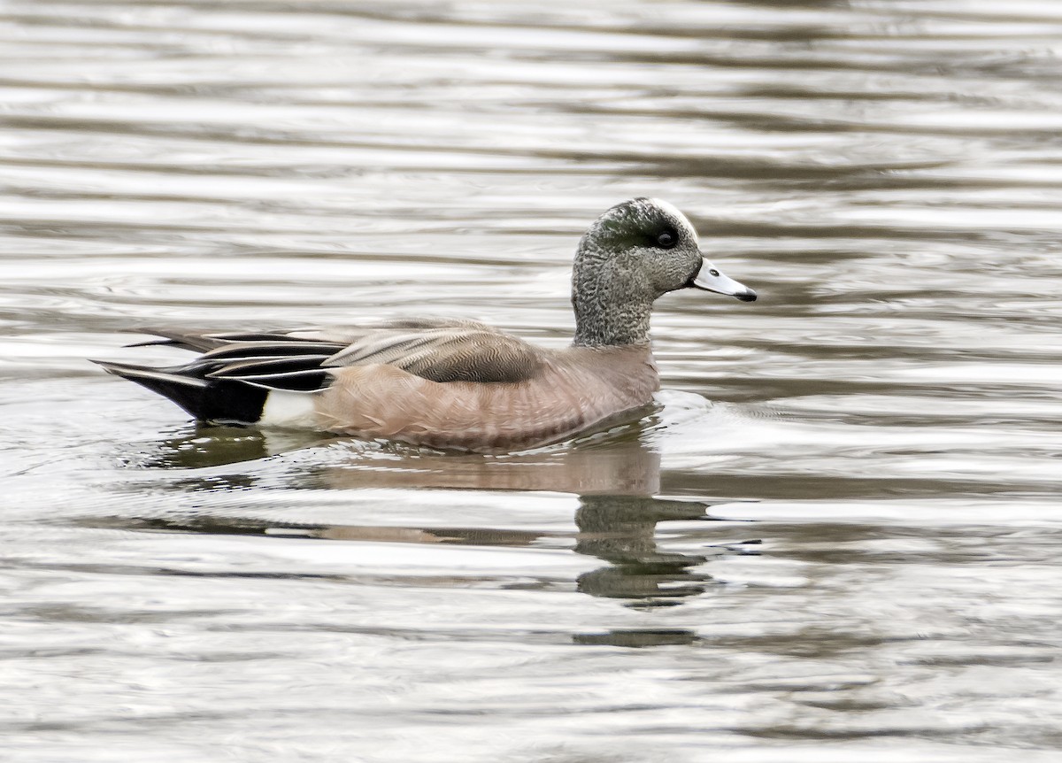 American Wigeon - ML616562781