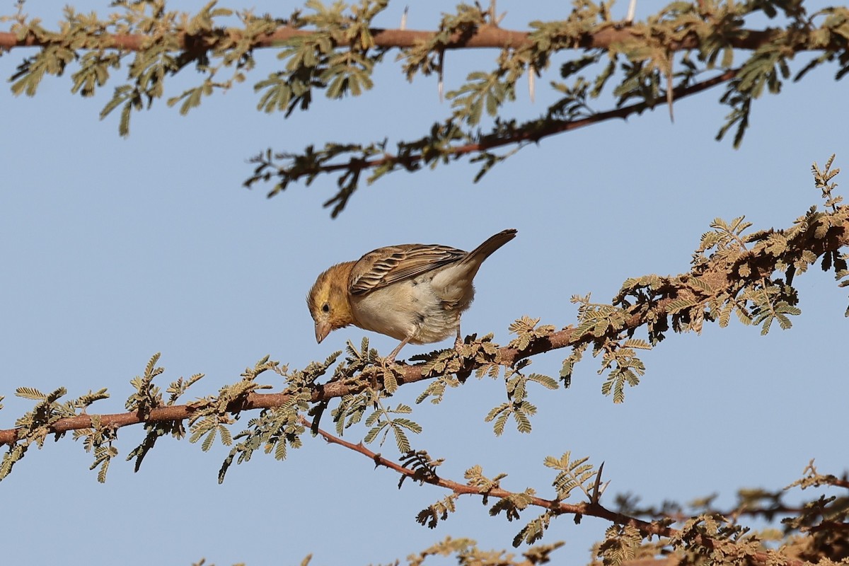 Sudan Golden Sparrow - Hubert Stelmach