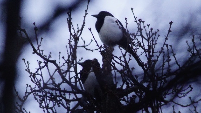 Eurasian Magpie - ML616562807