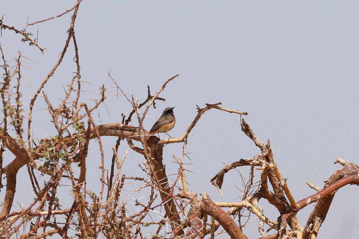 Common Redstart - ML616562816