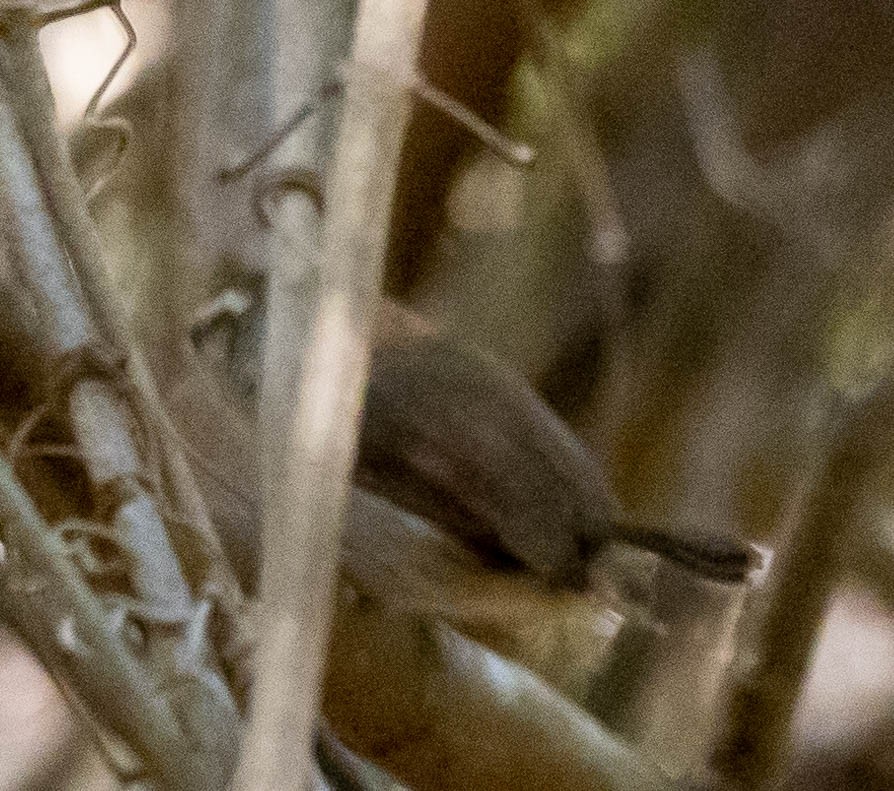 White-bellied Wren - ML616562855